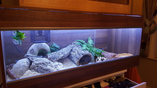 Bruce&rsquo;s new 4ft set up! I&rsquo;ve switched him to a ceramic heater because they are m