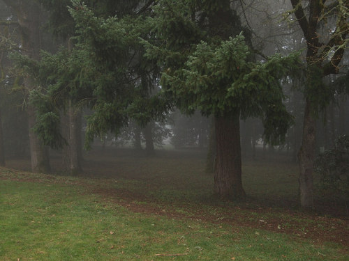 90377:  Dark forest by Bushman.K on Flickr. 