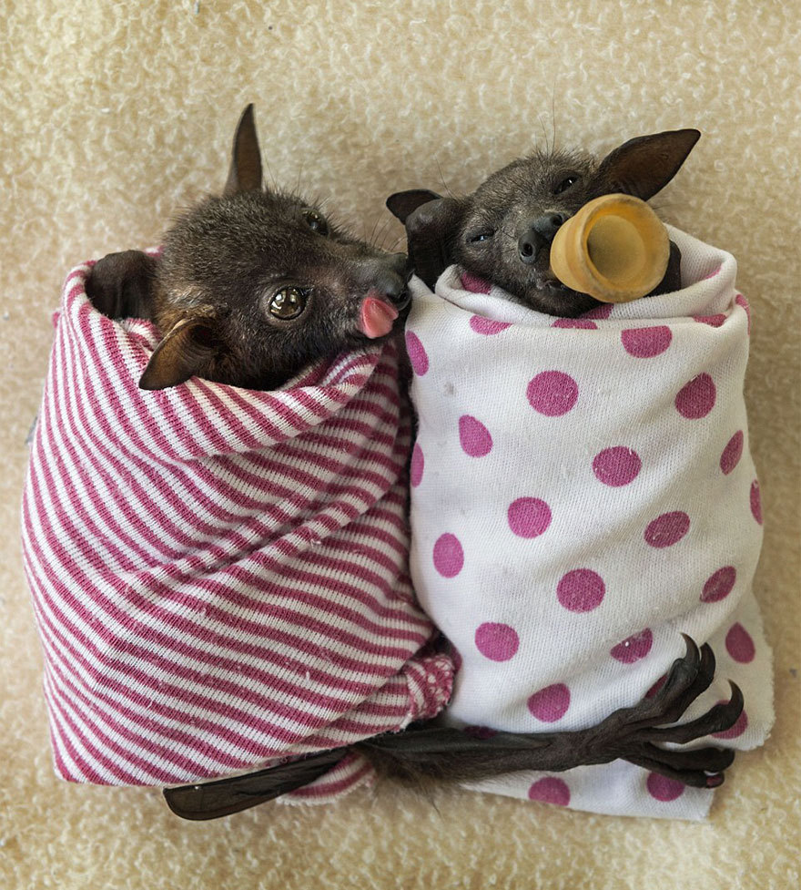 ultrafacts:  1017sosa300:  ultrafacts:    The fruit bat pups at the Tolga Bat Hospital