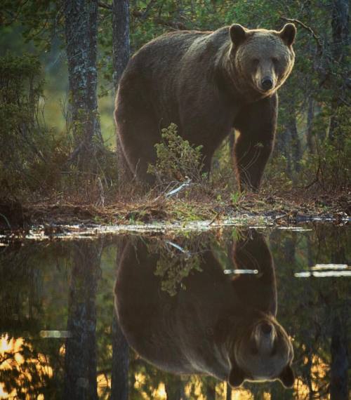 loveforallbears:How beautiful are these photos by Stian Norum Herlofsen Photography!