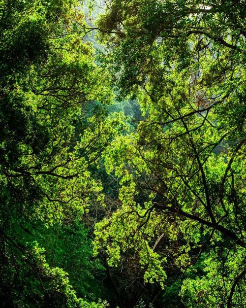 gigaishu:  row 003 - lll [] [] [] [] #photography #green #nature #trees #leaves #landscape #jungle #