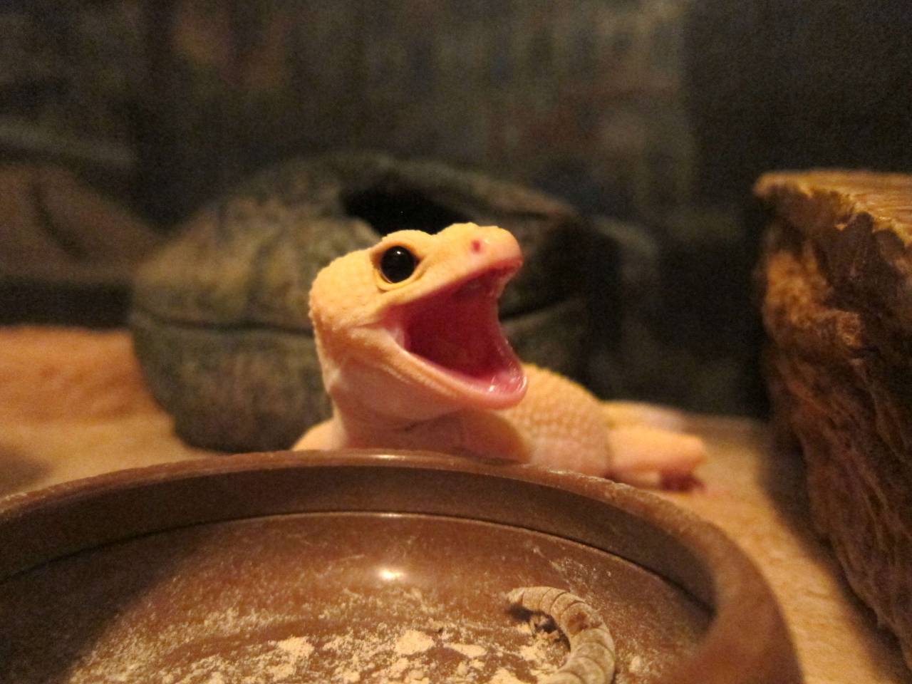 thelizardcircus: he scream 