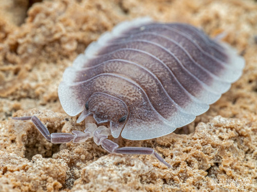 onenicebugperday: Isopod Portraits by Nicky Bay // Website // FacebookPhotos shared with permission;