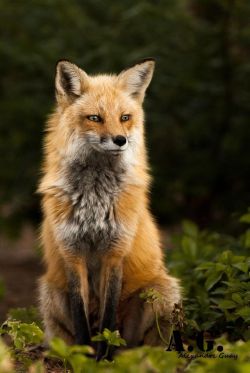 elvenforestworld:  Fox by Alexandre Guay