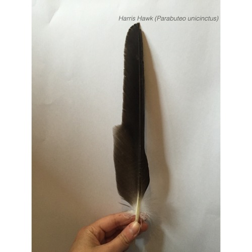 birds-and-pizza: some photos of my favourite feathers I have in my collection all these feathers hav