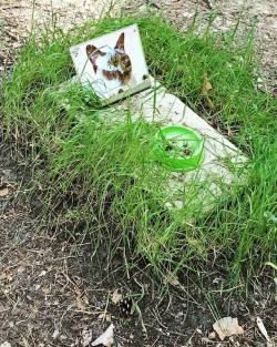 sixpenceee:Grave of pet cat in Chernobyl