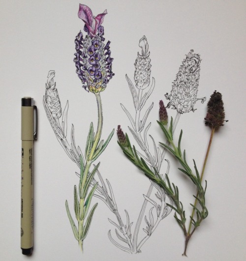 saepphire: noelbadgespugh: lavender additions ❁