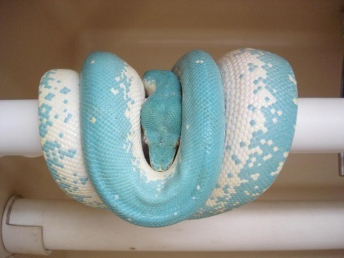 all-reptiles:  Blue Green Tree Python Morph  x