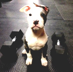 eselgee:  loyalty-uponhis-skin:  eselgee work out buddy?  OH MY GOD. I NEED IT.