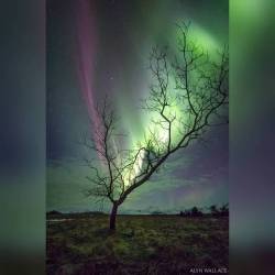 The Aurora Tree #Nasa #Apod #Aurora #Tree #Atmosphere #Electrons #Solarwind #Solarexplosion