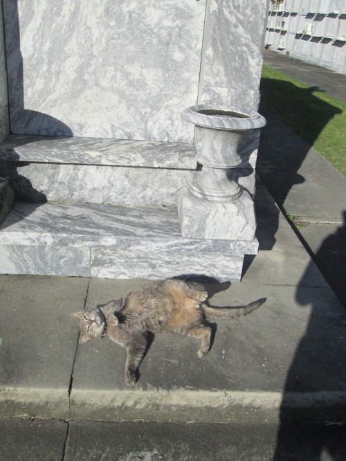 muerte-cru:le chat / unknown cemetery / new orleans