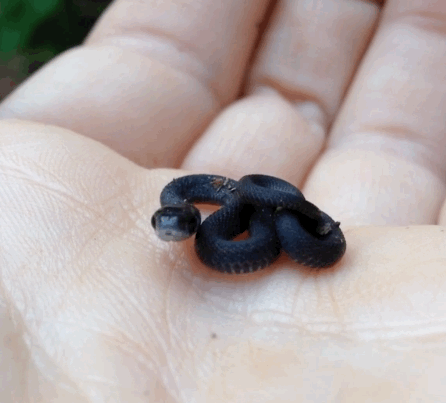 awwww-cute:  I AM THE NIGHT! (Source: http://ift.tt/1FUbwhN)