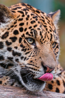 anythingfeline:  Jaguar with tongue out -