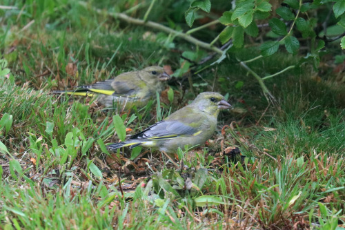 Greenfinch/grönfink.