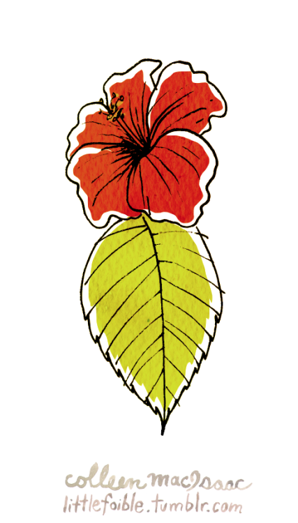 823 - hibiscus