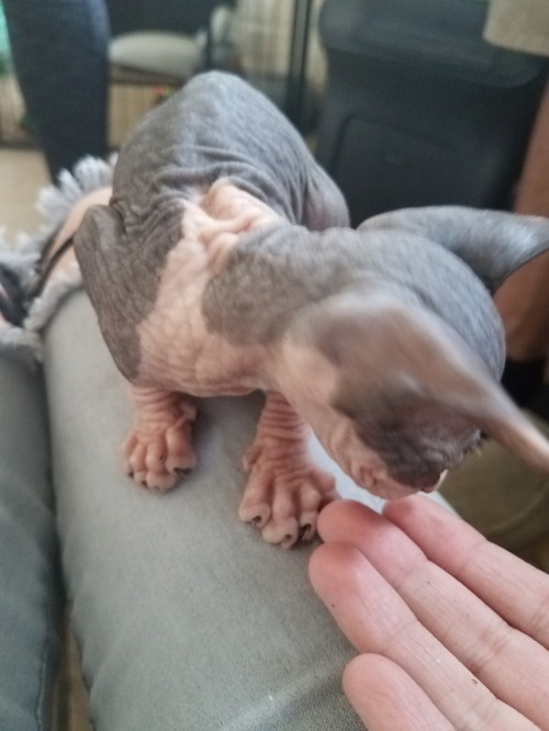 zerogravity145:In honor of national cat day, here’s my Sphynx kitten, Oliver!