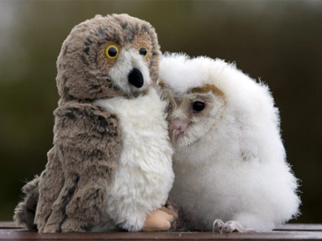 cuteness-daily:  Cute animals with stuffed animals! 