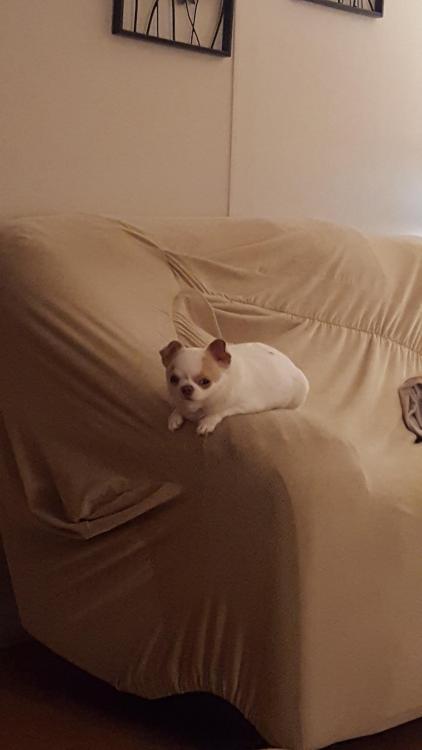 fruitsgood: dawwwwfactory: Mom’s potato staring at me across the room this dog looks exactly l