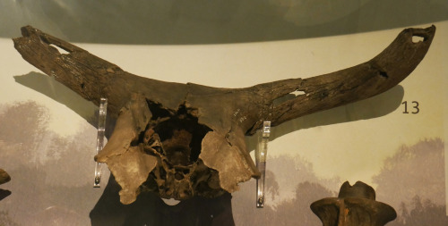 Star Carr artefacts from the exhibition at The Rotunda Museum, Scarborough, 5.8.16. The prehistoric 