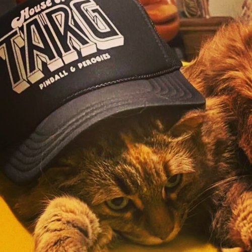 TARG lids - proudly worn by multiple species of our galaxy including hard working felines - thanks f