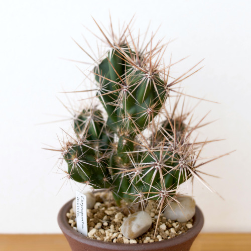 Corynopuntia invicta  (Brandegee) F.M.Knuth