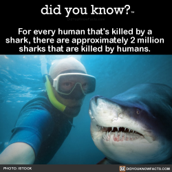 did-you-kno: For every human that’s killed