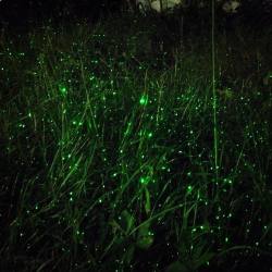 bandsofcolour:  #laser #light #green #grass (at Arquetipo) 