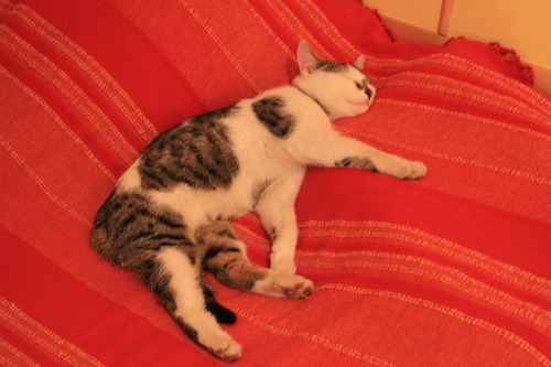 larabarakara:  I was studying in my room, turned around to grab something and saw this.  So, basically, this is not my cat.   But she’s all like chillin’ in my bed like she pays rent or smth.   How the fuck did she even got into the freaking house. 