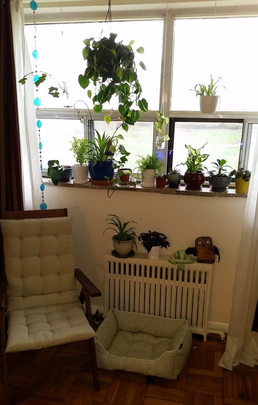 Oh Hey, I Love This Window In My Apartment, And I Want To Get A Nice Tall Table So I Can Fit More Plants