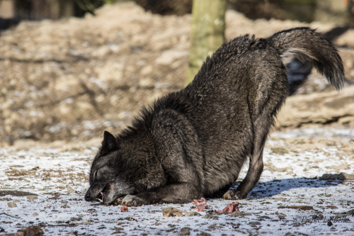 w-o-l-f–g-i-r-l:   	Black Wolf by Piefke La Belle    