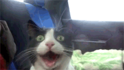 The cat in this gif reminds me of Aziz Ansari on Parks and Recreation.