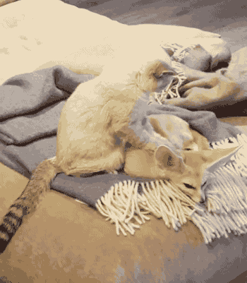 gifsboom:  Cat gives fennec fox relaxing massage. [video] 