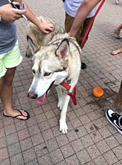 Fvckyouimroyal:  Just Seen This Beautiful Big Wolf In Front Of The Mountainlair 😍