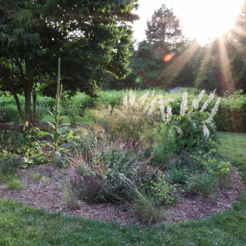 Aesculus parviflora var serotina Rogers is striking with its enormous long bottlebrush flowers. It d