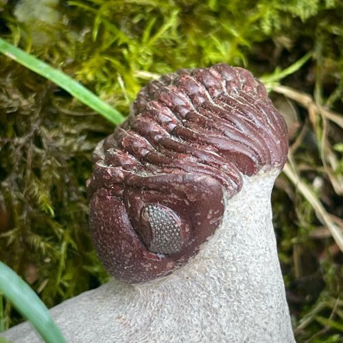 A rare & beautiful red trilobite with crystallised green eyes. An exceptional fossil, fully natu