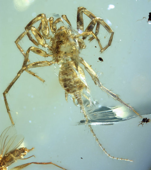 Remarkable spider with a tail found preserved in amber after 100 million yearsAn extraordinary new s