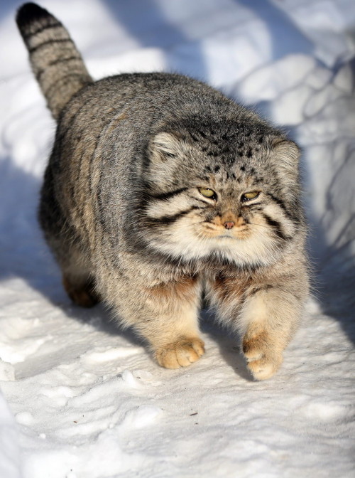 mostlytoebeans: mostlycatsmostly: More Pallas Cat (via mbibi) love me some SCREAMING RECTANGLE