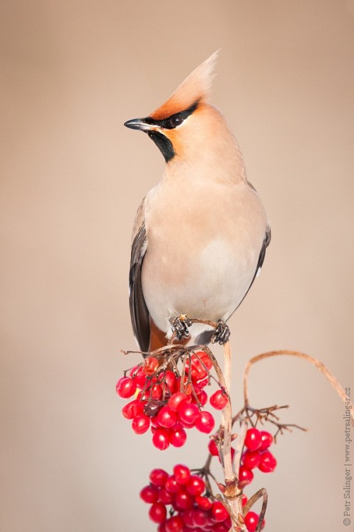 Bohemian Waxwing (Bombycilla garrulus)&gt;&gt;by Protektor