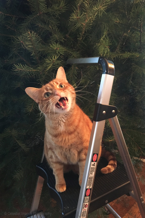 coolcatgroup: mischiefandmay:Somebody wasn’t too happy that we were taking down “hi