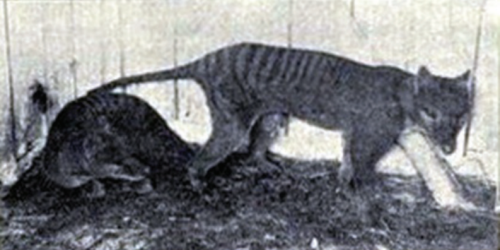 polandsball: some more images of the thylacine you have probably never seen before