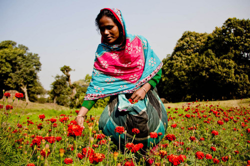 soon-monsoon: Flower cultivation in Bangladesh by Mahbubur Rahman Khoka