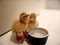 my-teen-quote:  feeling sad? look at this baby animal blog!