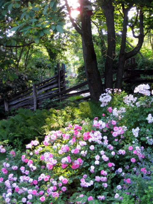 nordicsublime: Roses - by Fine Gardening