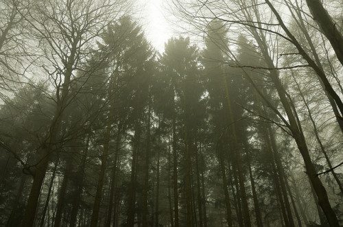 Early morning fog in the forest by Der Urbanist on Flickr.