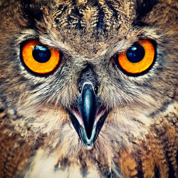 drxgonfly:  Eagle Owl Eyes (by Allard Schager)