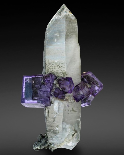 geologypage:  Fluorite on Quartz | #Geology #GeologyPage #Mineral  Locality: Yaogangxian Mine, Yizhang Co., Chenzhou Prefecture, Hunan Province, China  Size: 7.1 x 4.1 x 3.1 cm   Photo Copyright © Anton Watzl Minerals  Geology Pagewww.geologypage.com