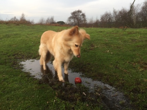 handsomedogs: This is my 8yr old German Shepard crossed with a border collie ‘Alfie