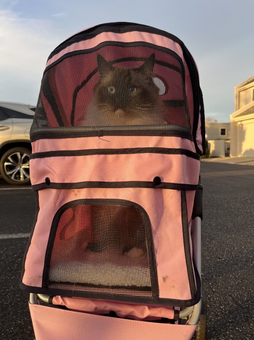 Daily Dose Of Cat Pics