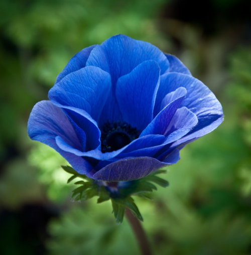 Blue Anemone by Carise