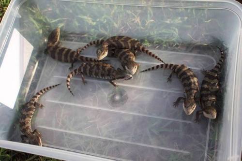 snakeoutbrisbane:Eastern blue tongued lizard (Tiliqua scincoides)CUTENESS!!! Interesting call, a cli